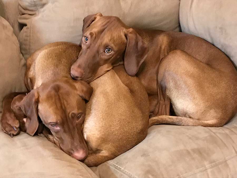 Two Vislas cuddling
